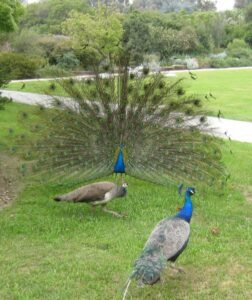image of peacocks on grass