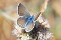 Mission blue butterfly photo