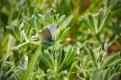 Mission blue butterfly photo