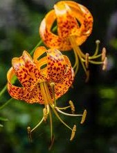 image of orange flower