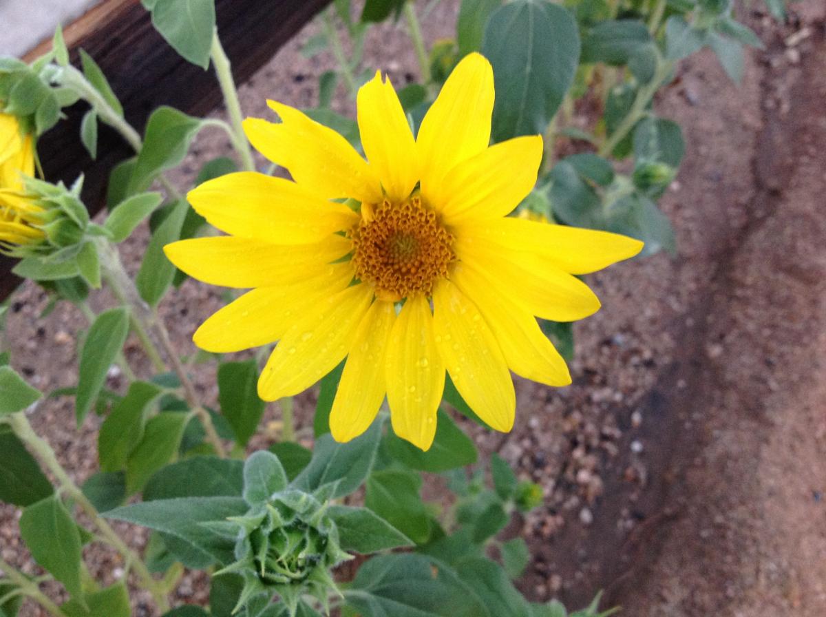 image of yellow flower