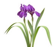 image of purple iris