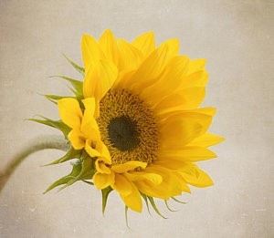 image of sunflower